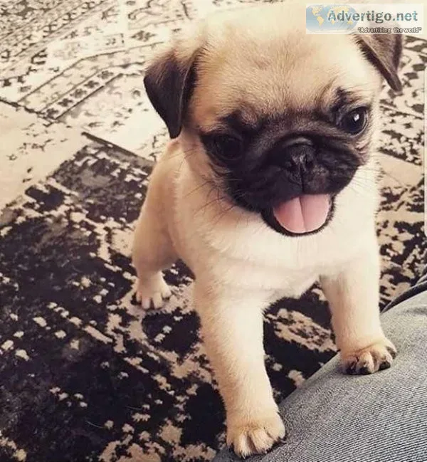 Potty Trained Male and female pugs Available for adoption