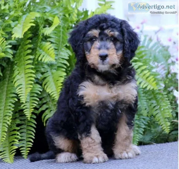 Mini Bernedoodle Puppy