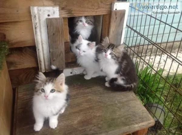 Siberian Kittens.