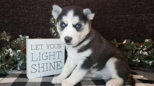 Purebred blue eyes Siberian Husky puppies