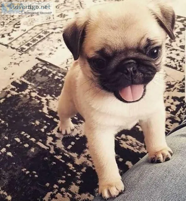 Quality pug puppy Text for more detail 