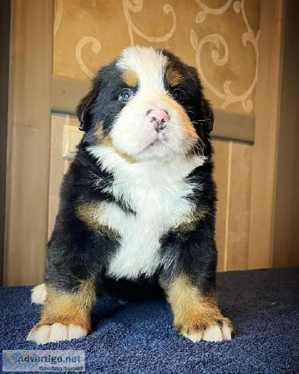 FULL PEDIGREE KENNEL REGISTERED BERNESE MOUNTAIN DOG PUPS