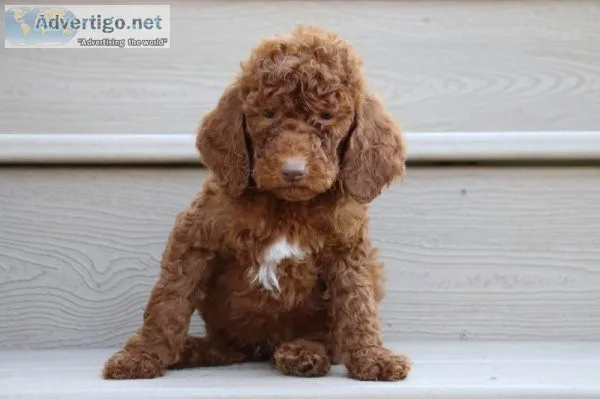 Argo Male AKC Standard Poodle