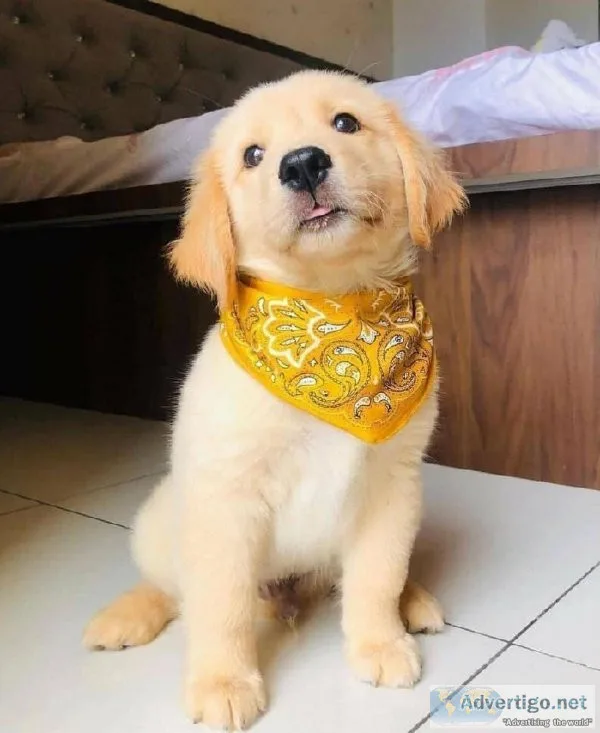 Golden retriever puppy ready for a new home
