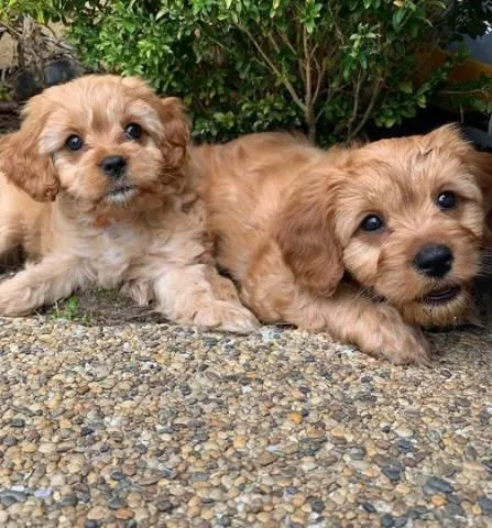 Male And Female Cavapoo Puppies for Family