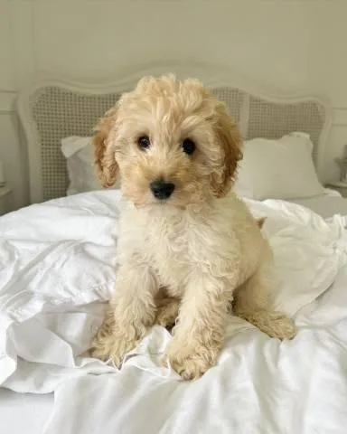 Angelic Cavapoo Puppies Available 4