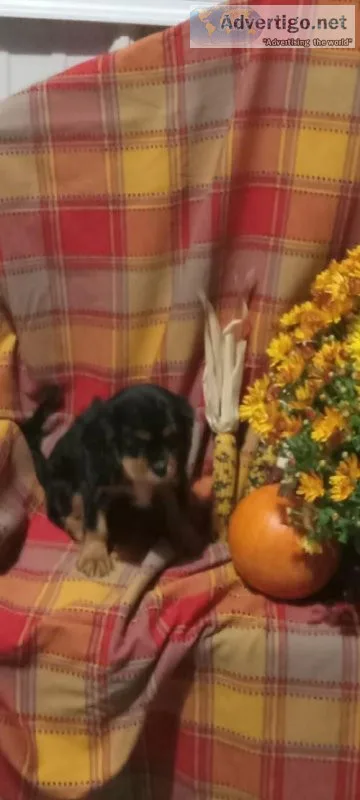 Chili