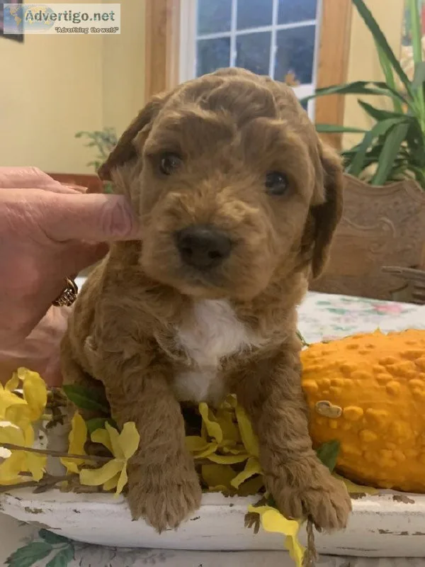 Mini F1b Goldendoodles for sale