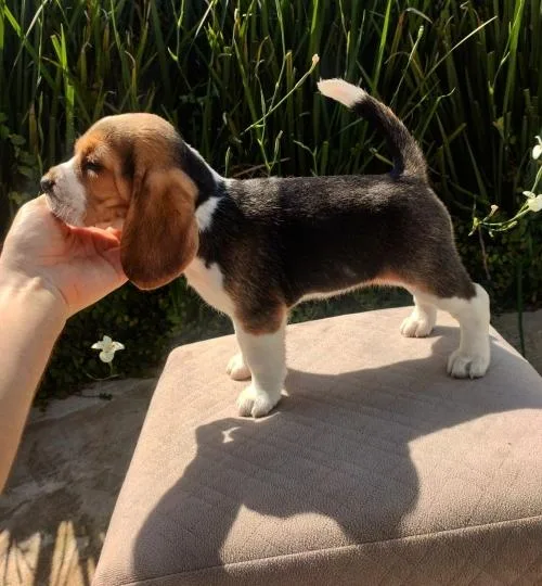Beagle Puppies Male Female