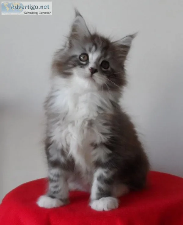 Cute Maine Coon Kittens