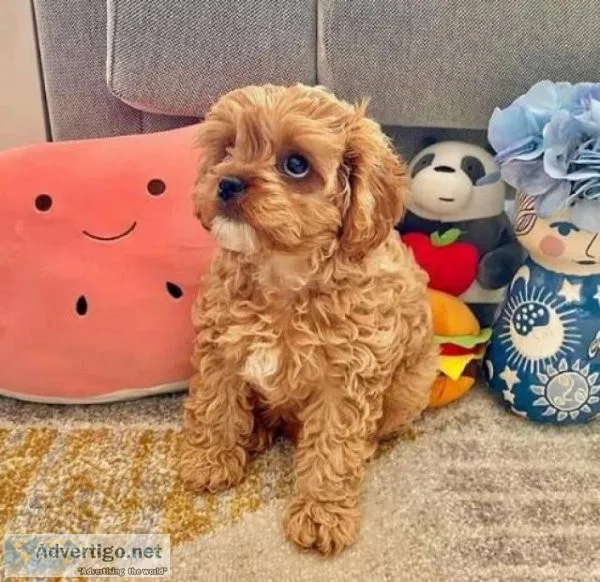 Cavapoo puppies 12Wk Nd loving home