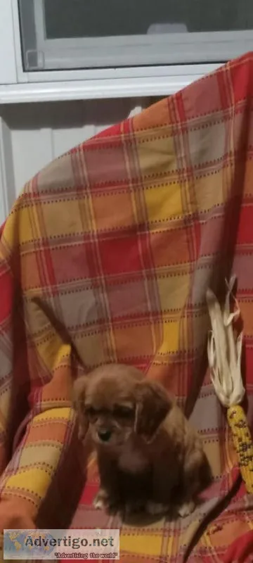 Sue