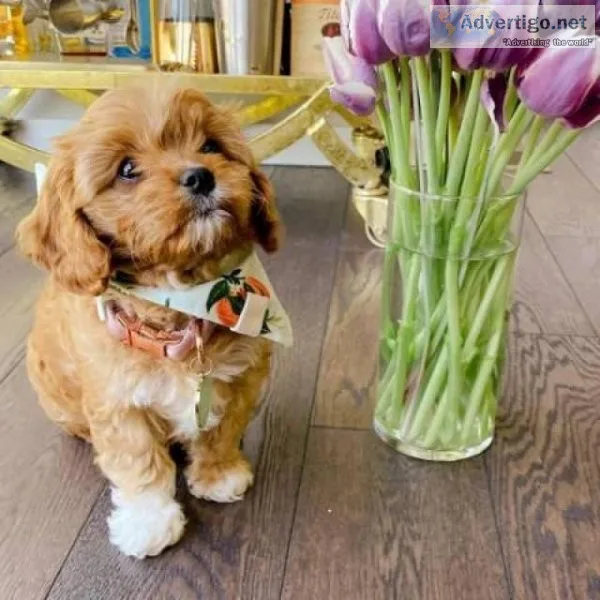 Cavapoo Puppies Pra Clear for sale