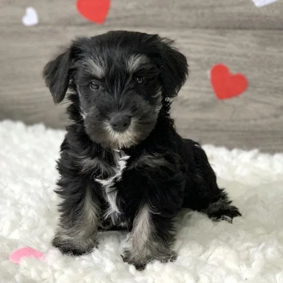Cute Miniature Schnauzer Puppies