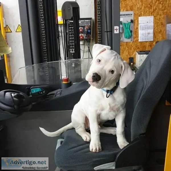 Awesome Dogo Argentino Puppies