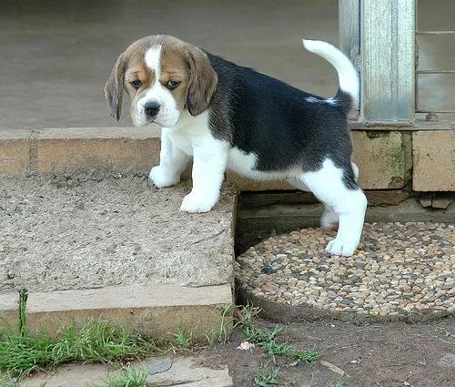 Intelligent Beagle Puppies