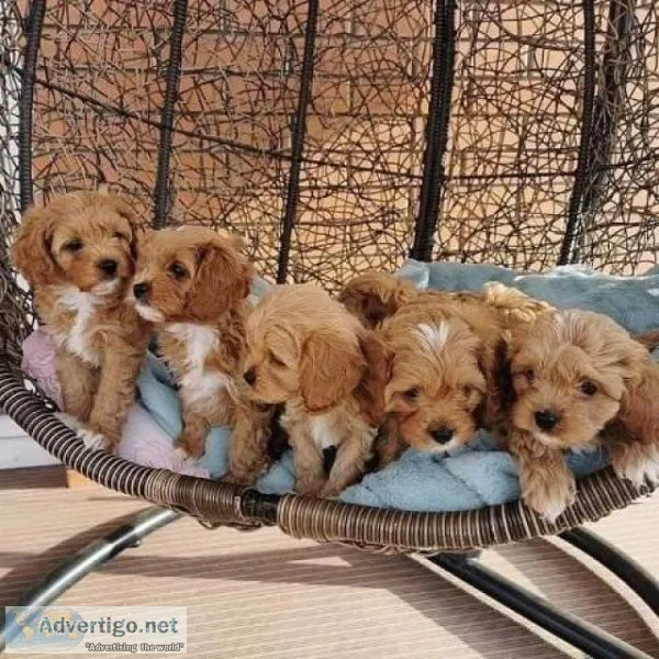srr stunning Cavapoo puppies ready to go