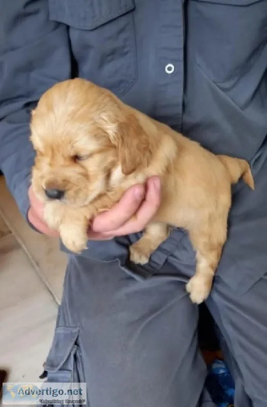 082 GOLDEN RETRIEVER PUPPIES FOR REHOMING
