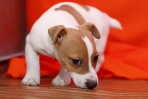 Male And Female Jack Russell Terriers.