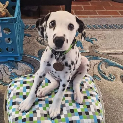 Male And Female Dalmatian Beautiful Puppies