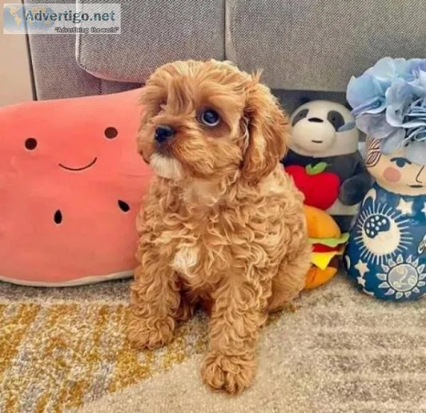 cute brown cavapoo babies