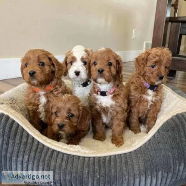 Extra Chaming Cavapoo Puppies For Free Adoption