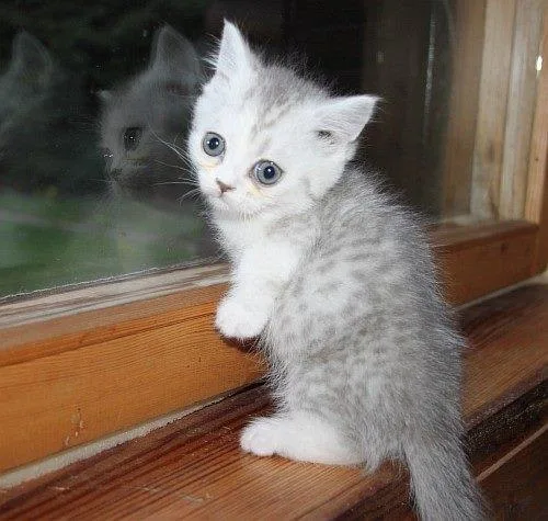 Beautiful Munchkin Kittens