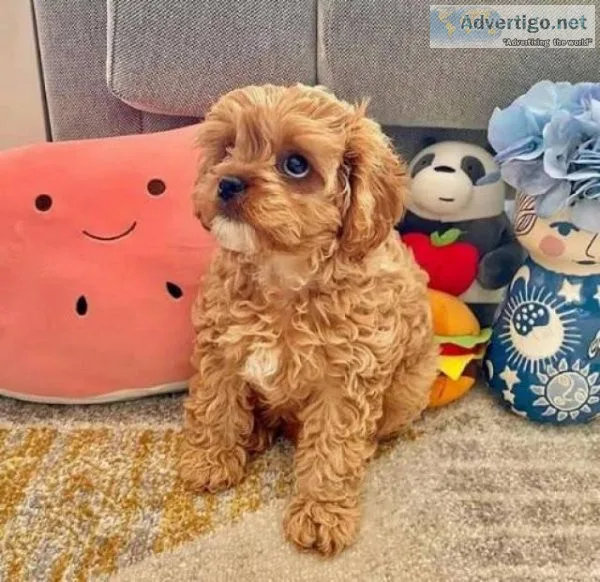 cavapoopuppies ready to go