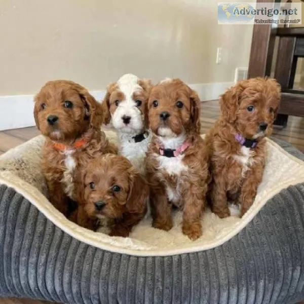 Cavapoo puppies Available for Re-homing