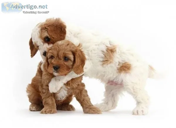 Stunning Genuine Cavapoo Puppies