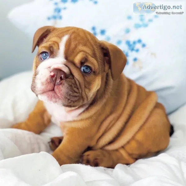Healthy english bulldog puppies