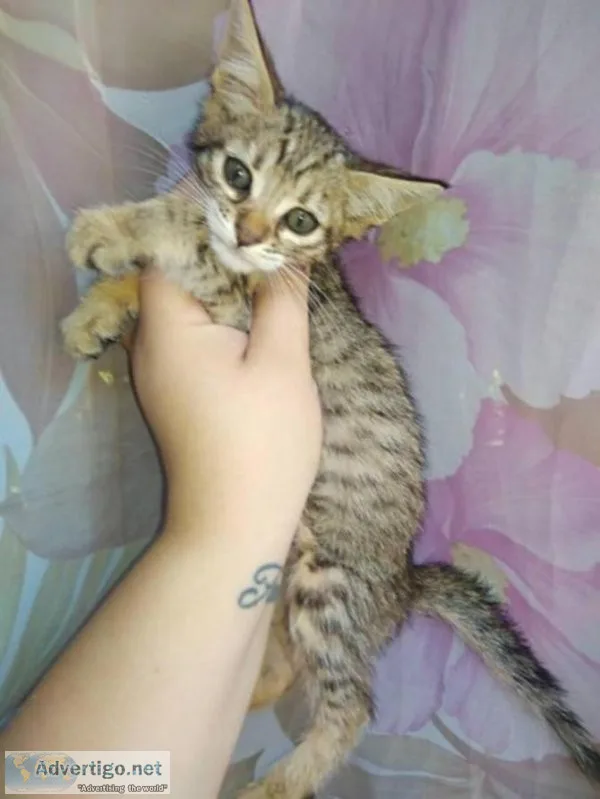 Available Savannah Kittens