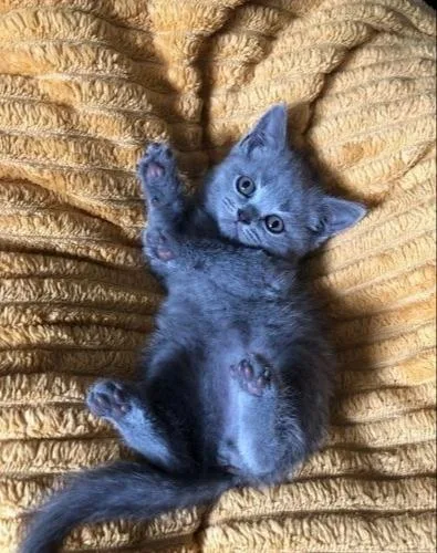 British Shorthair Kittens