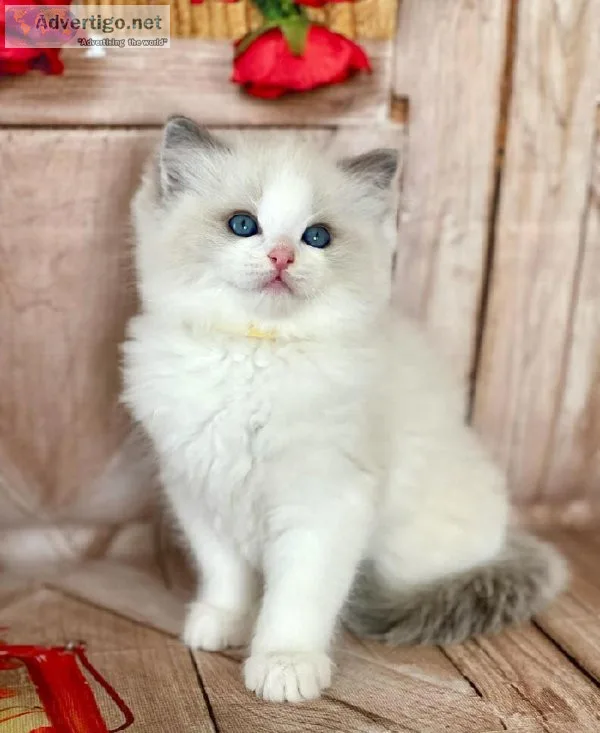 Blue Bicolor Ragdoll Boy