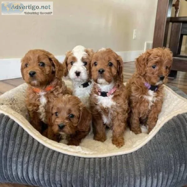 adorable Cavapoo puppies 21