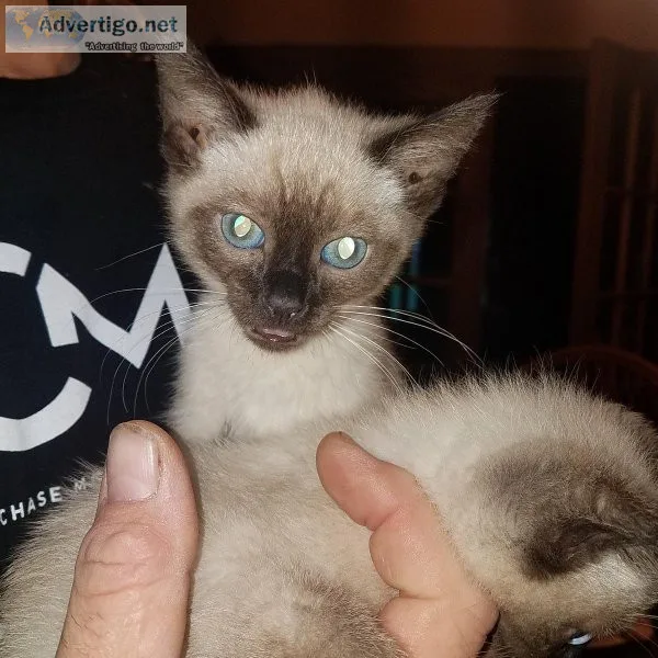 Siamese kittens