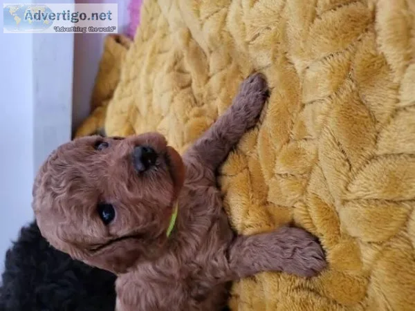 KC REGISTERED PARENTS CAVAPOO PUPPIES FOR SALE