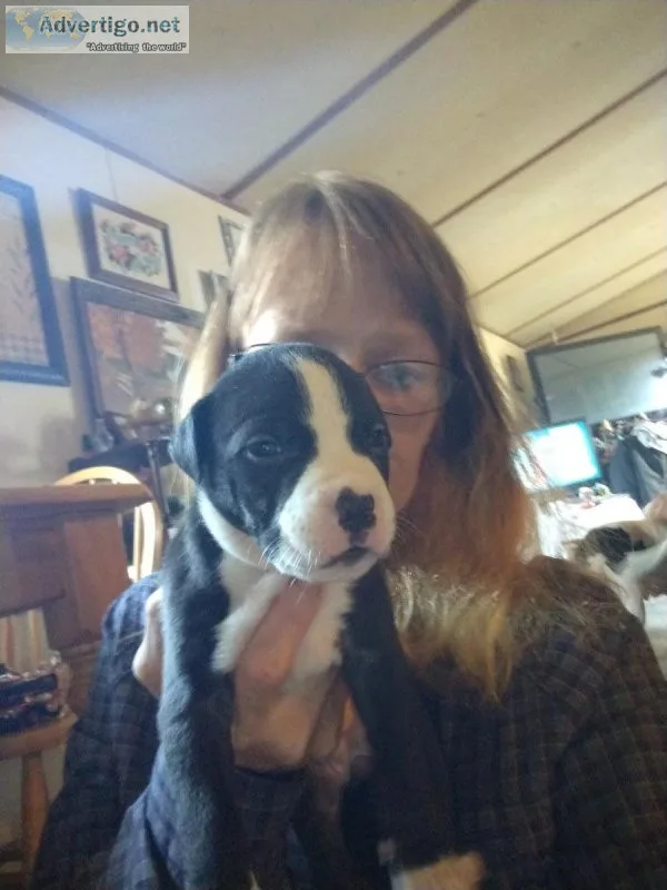 Staffy pups for sale