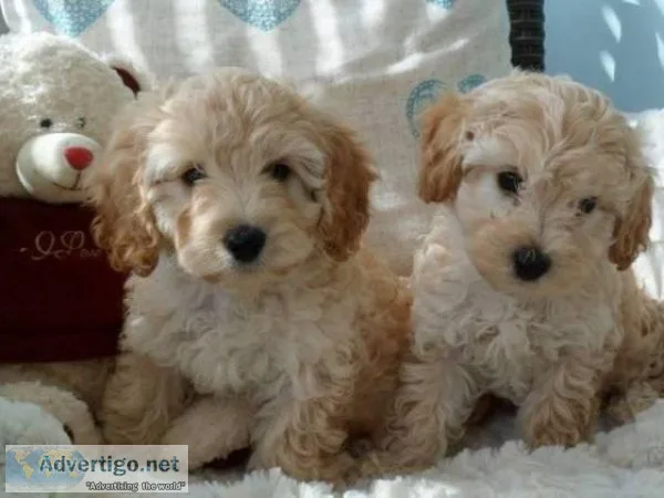 Tiny Teacup Cavapoo Puppies for Adoption