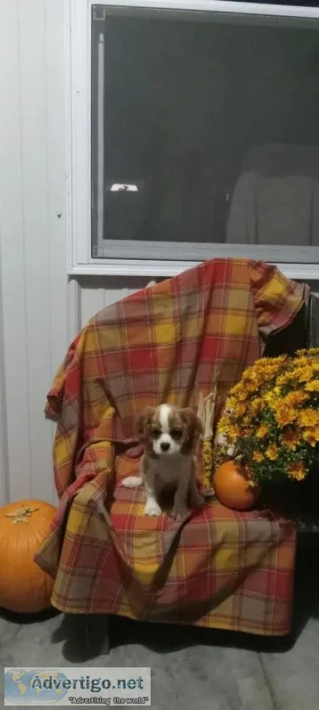 Sammy