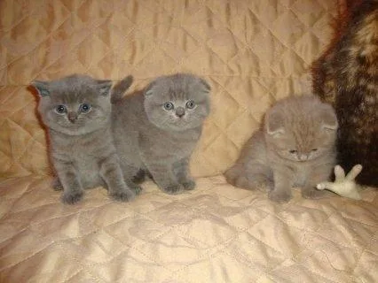 Cute Scottish Fold Kittens