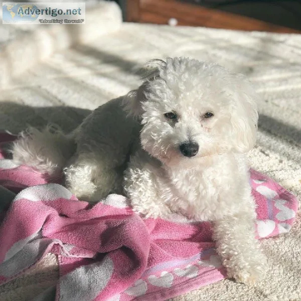 Bichon Frise Pups