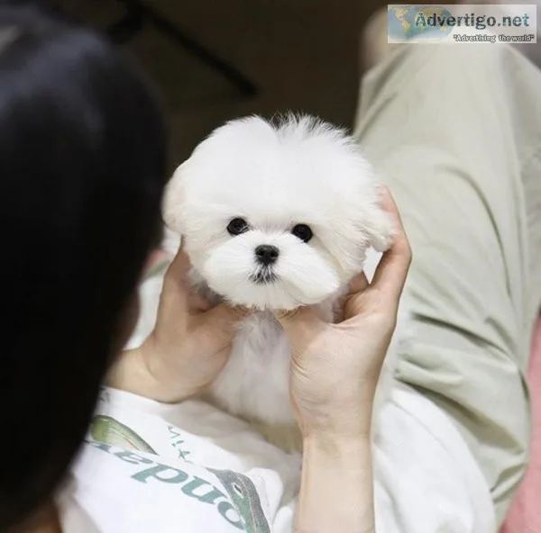 Bichon Frise Puppies For Sale