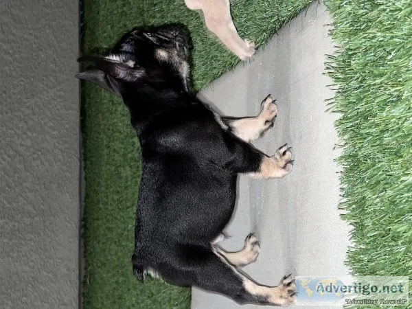 French Bulldog Puppies