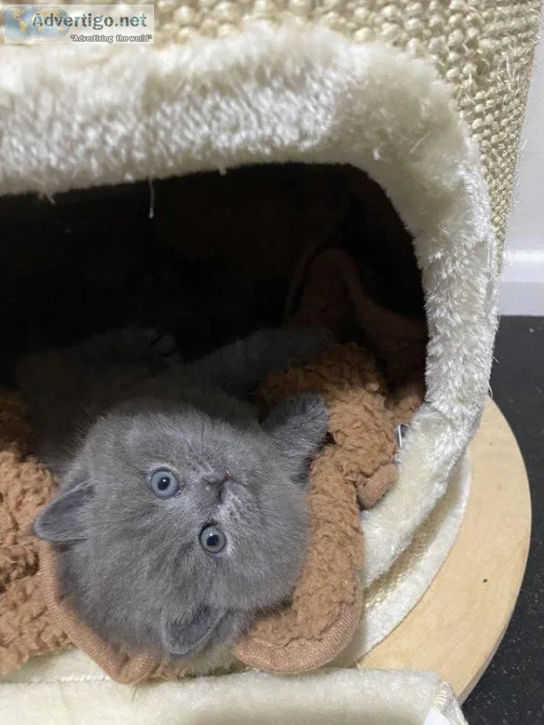 Pedigree bsh kittens one boy one girl