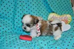 Shih tzu puppies socialized and raised with lots of love