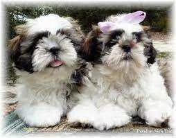 Registered Shih tzu Puppies for Adoption
