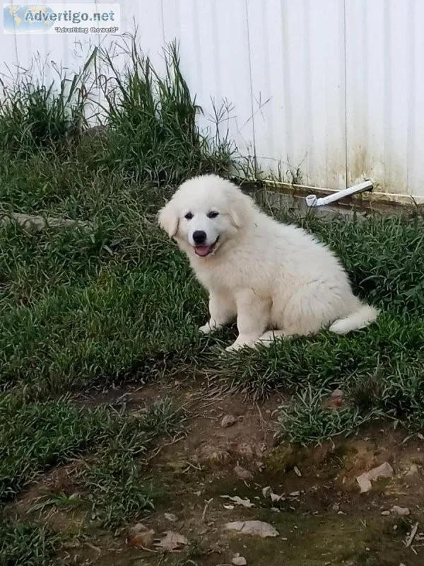 Great Pyrenees Puppies For Sale