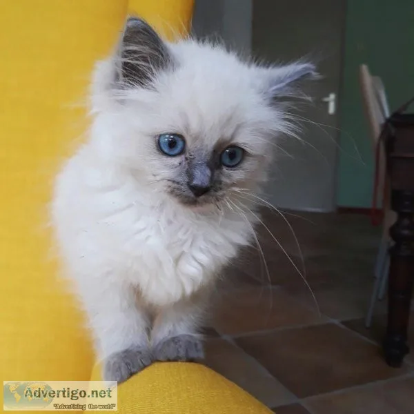 Ragdoll Kittens