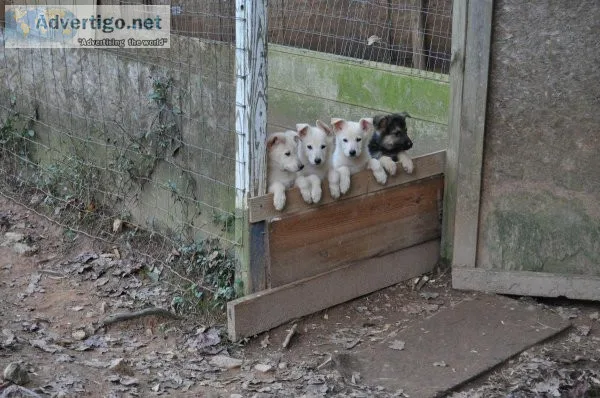 german shepherd puppies